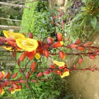 Thunbergia mysorensis (Wight) T.Anderson